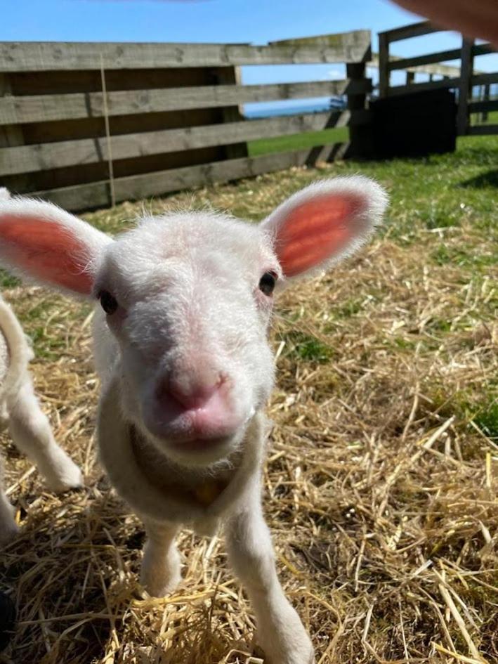 Farmlet * Tataraimaka